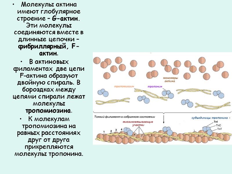 Молекулы актина имеют глобулярное строение – G-актин. Эти молекулы соединяются вместе в длинные цепочки